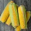 Zammataro maismeel zoet
