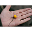 Nash lock & load bait stop elastic