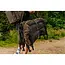 Nash scope 4 fold sleep system  **pre-order**