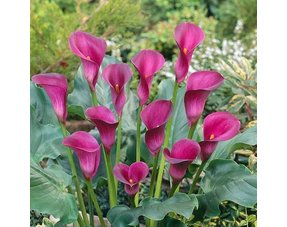 Calla "Zantedeschia"