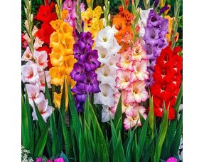 Gladioli