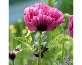 Papaver (Klaproos)