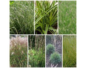 Grass species (Ornamental grass)