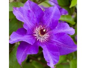 Clematis (Kletterpflanze)