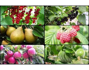 Obst- und Gemüsepflanzen