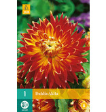 Dahlia Akita I - 1 Knol - Dahlia Knollen / Bloembollen Online Kopen?