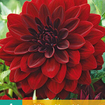Dahlia Arabian Night - 1 Tuber