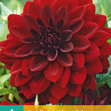 Dahlia Arabian Night - 1 Bulb - Red Decorative Dahlia - Buy Flower Bulbs / Tubers?