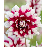 The decorative dahlia duet has a large fully filled flower.