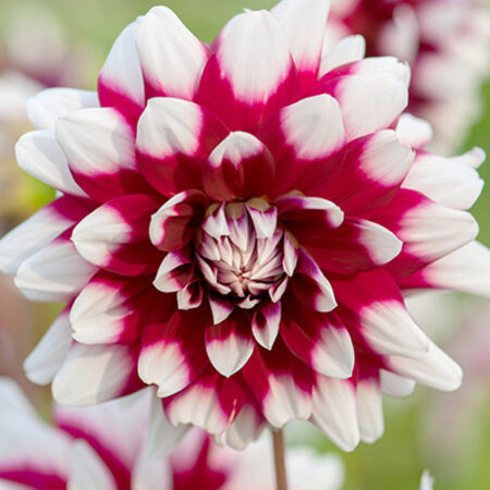 The decorative dahlia duet has a large fully filled flower.