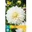 Jub Holland De dahlia ‘Le Castel' is een grootbloemige, decoratieve dankbare zomerbloeier.