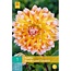 Jub Holland Dahlia Peaches and Cream is geel met oranje/rode tinten. Decoratief!