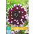 Dahlia Mystery Day - 1 tuber