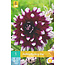 Jub Holland Dahlia Mystery Day is grootbloemig en erg decoratief voor de border.