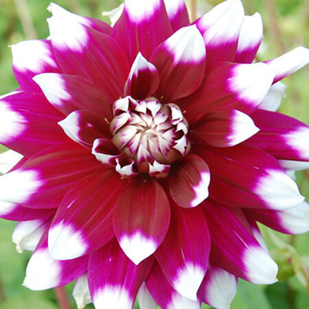 Dahlia Mystery Day is large-flowered and very decorative for the border.