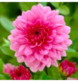 De Dahlia Rosella heeft een zeer mooie grote bloem, met een roze kleur.