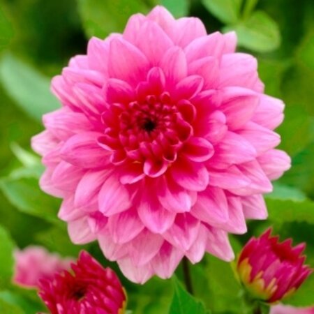 The Dahlia Rosella has a very pretty large flower, with a pink colour.