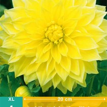 Dahlia Kelvin Floodlight - 1 tuber