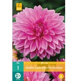 Dahlia Lavender Perfection has large pink flowers and grows 110 cm tall.