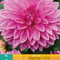 Dahlia Lavender Perfection - 1 Tuber