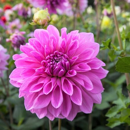 Dahlia Lavender Perfection has large pink flowers and grows 110 cm tall.