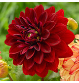 Jub Holland Dahlia Mingus Alex heeft grote rode bloemen en wordt 100 cm.