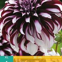 Dahlia Tartan - 1 Tuber