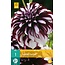 Jub Holland Dahlia Tartan heeft wijnroodgekleurde bloemen met witte accenten, wordt 90 cm. hoog.
