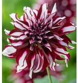 Dahlia Tartan has wine-red coloured flowers with white highlights, grows 90 cm. high.