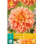 Jub Holland Dahlia Tyrell is een prachtige zomerbloeier die maandenlang de show in de tuin steelt.