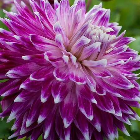 Dahlia vancouver has large purple flowers and grows 70 cm tall.