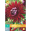 Jub Holland Dahlia Gerry Scott heeft een rijke wijnrode kleur met een fluwelen uitstraling.