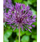 Jub Holland Allium lila regen fallen unter die großblütigen, diese Allium wachsen bis 90 cm hoch.