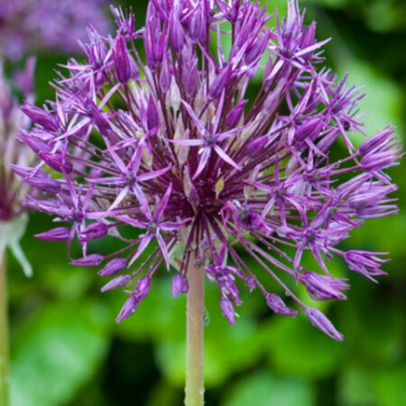 Jub Holland Allium purple rain fall under the large-flowered, these alliums grow to 90 cm tall.