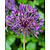 Jub Holland Allium Purple Rain (40 Blumenzwiebeln)