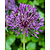 Jub Holland Allium Purple Rain (40 Bollen)