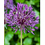 Jub Holland Allium purple rain fall under the large-flowered, these alliums grow to 90 cm tall.