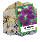 Jub Holland Allium lila regen fallen unter die großblütigen, diese Allium wachsen bis 90 cm hoch.