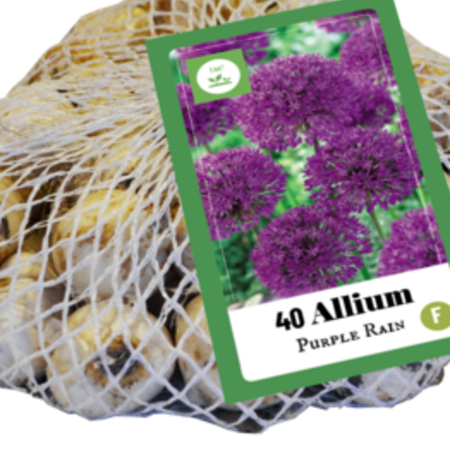 Jub Holland Allium purple rain fall under the large-flowered, these alliums grow to 90 cm tall.