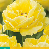 Tulip - Tulipa  Avant Garde - New - 7 Flower Bulbs