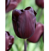 Jub Holland Tulp Continental - Halfhoge tulp, bijna even donker als de beroemde Queen of Night