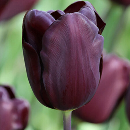 Jub Holland Tulip Continental -  Mid-height tulip, almost as dark as the famous Queen of Night