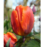 Jub Holland De tulp Hermitage is een lage tulp met rode bloemen en paarse vlammen.