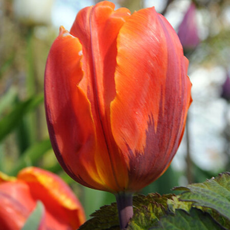Jub Holland De tulp Hermitage is een lage tulp met rode bloemen en paarse vlammen.