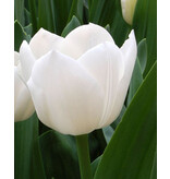 Jub Holland Tulp Royal Virgin - Een wittere tulp vindt je nergens - Garden Select