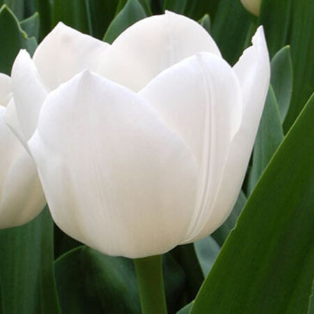 Jub Holland Tulip Royal Virgin - You won't find a whiter tulip anywhere - Garden Select