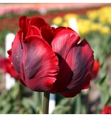 Jub Holland Tulip Shining Parrot has a red flower with dark flames.