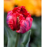 Jub Holland Tulip Shining Parrot has a red flower with dark flames.