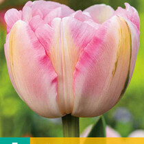 Tulp - Tulipa Finola - Nieuw - 7 Bollen