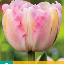 Tulip - Tulipa Finola - New - 7 bulbs